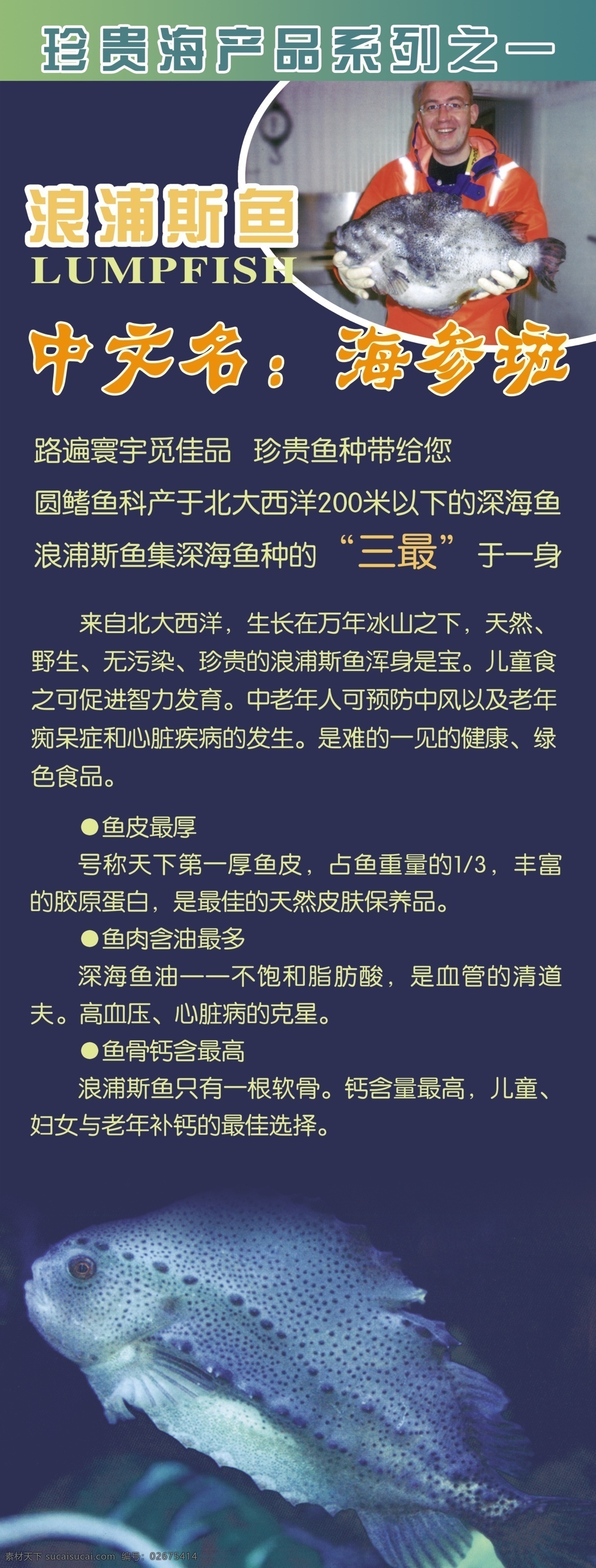 海参斑 展架 鱼 浪浦斯鱼 珍贵 海产品 深海鱼 北大西洋 x展架 展板模板 广告设计模板 源文件