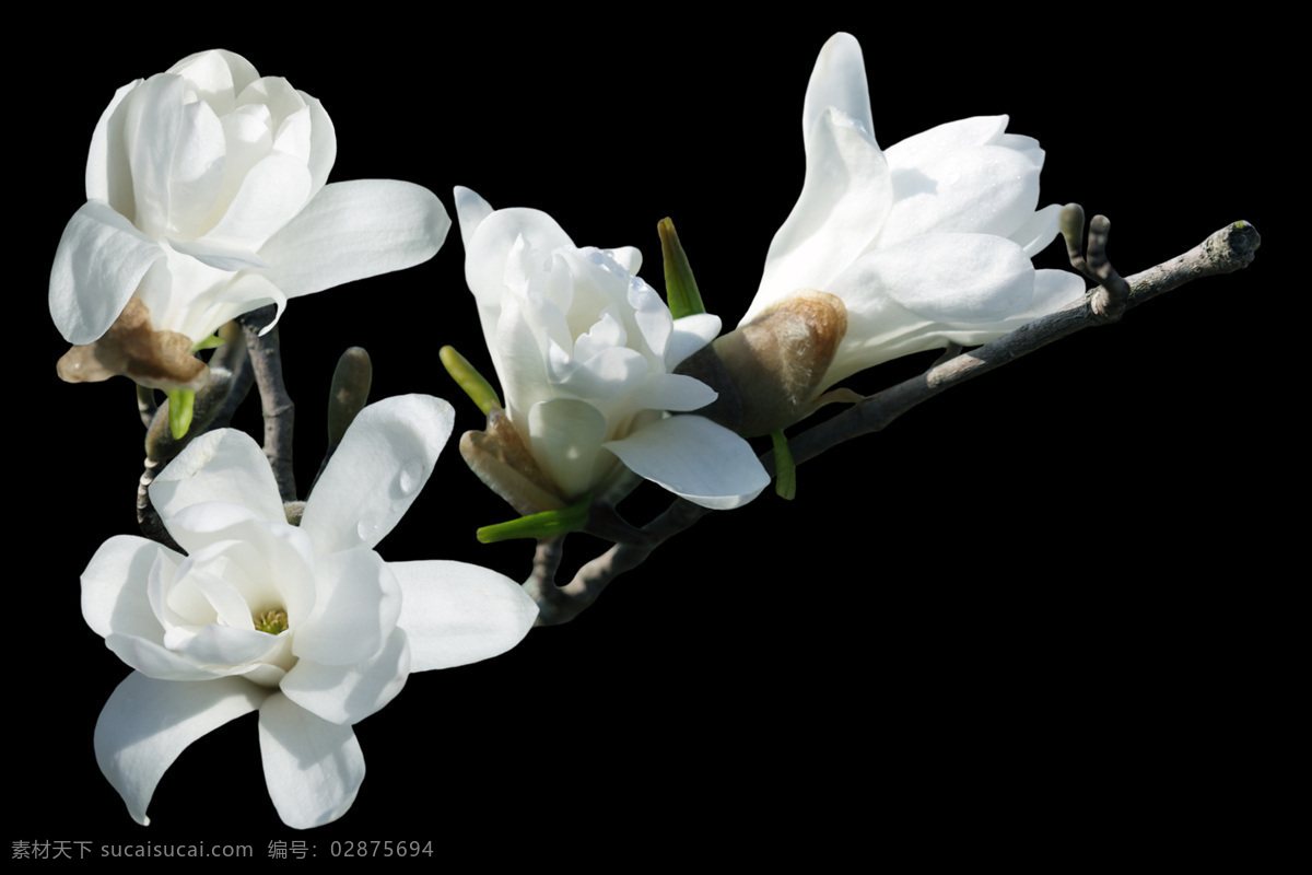 美丽 白玉 兰花 高清 玉兰花 白色 花卉 花朵 花