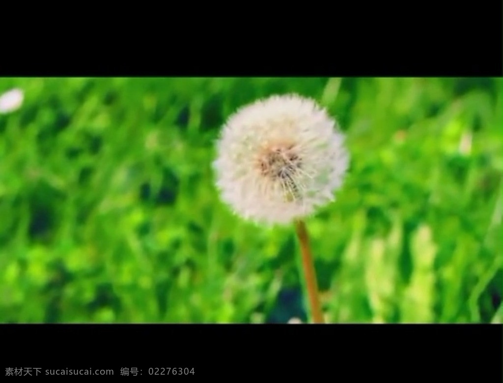 蒲公英 花草 视频 花朵视频素材 歌舞视频素材 晚会 演出 舞台 背景 视频素材 多媒体设计 源文件 mov