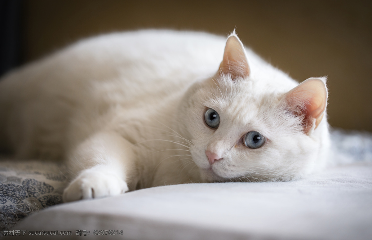 白色 中华 田园 猫 宠物 动物 猫图片素材 中华田园猫 萌 生物世界 家禽家畜