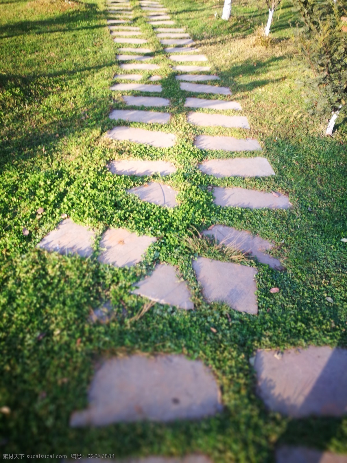 草地石板路 石板路 草地 园林绿化 草坪 园艺 建筑园林