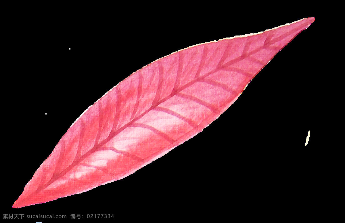 西 柚 红叶 透明 柚子 水果 植物 透明素材 免扣素材 装饰图案