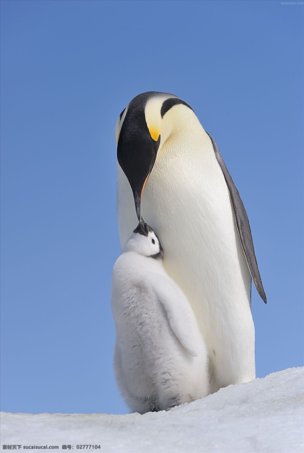 帝企鹅 企鹅 快乐 大脚 南极 冰川 亲子 哺育 动物 野生动物 生物世界
