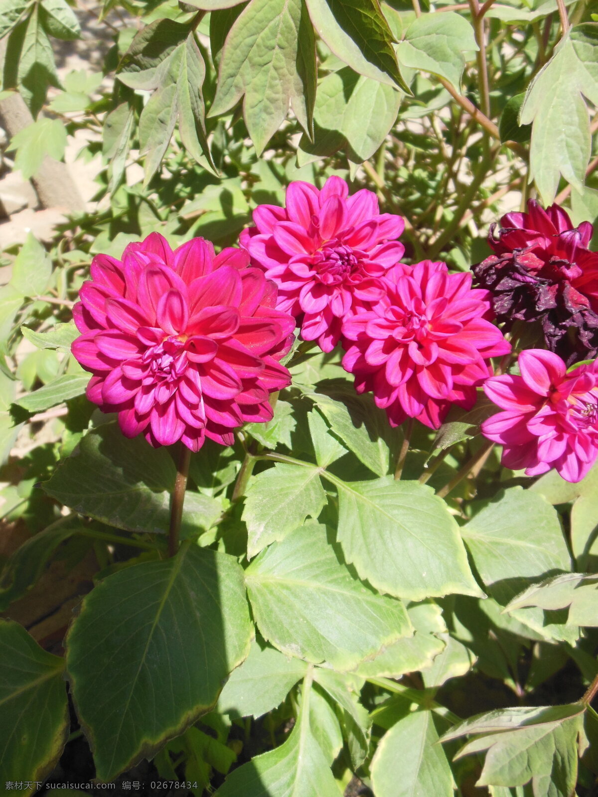 大丽花 花朵 花草 红色花 花瓣 绿叶 生物世界 菊花