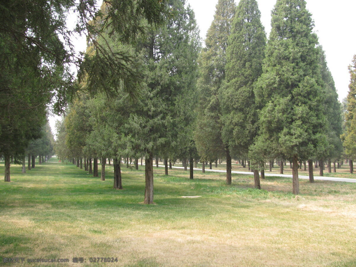 松树林 树林 松树 松柏 自然景观 美丽北京 植物 树木 风景 树冠 树枝 树叶 树木树叶 生物世界