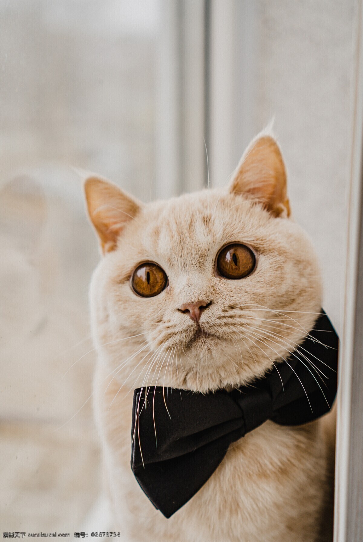 宠物猫图片 喵 猫咪 宠物 萌宠 家猫 动物 可爱 萌猫 小猫 宠物猫 喵星人 可爱的动物 生物世界 家禽家畜