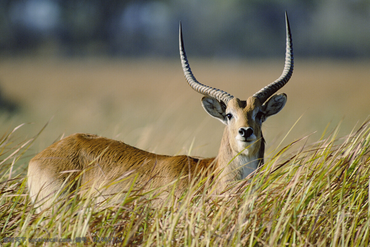 非洲 野生动物 长角 鹿 非洲野生动物 动物世界 动物 jpg图片 生物世界 摄影图片 长角鹿 脯乳动物 鹿高清图片 草原 陆地动物