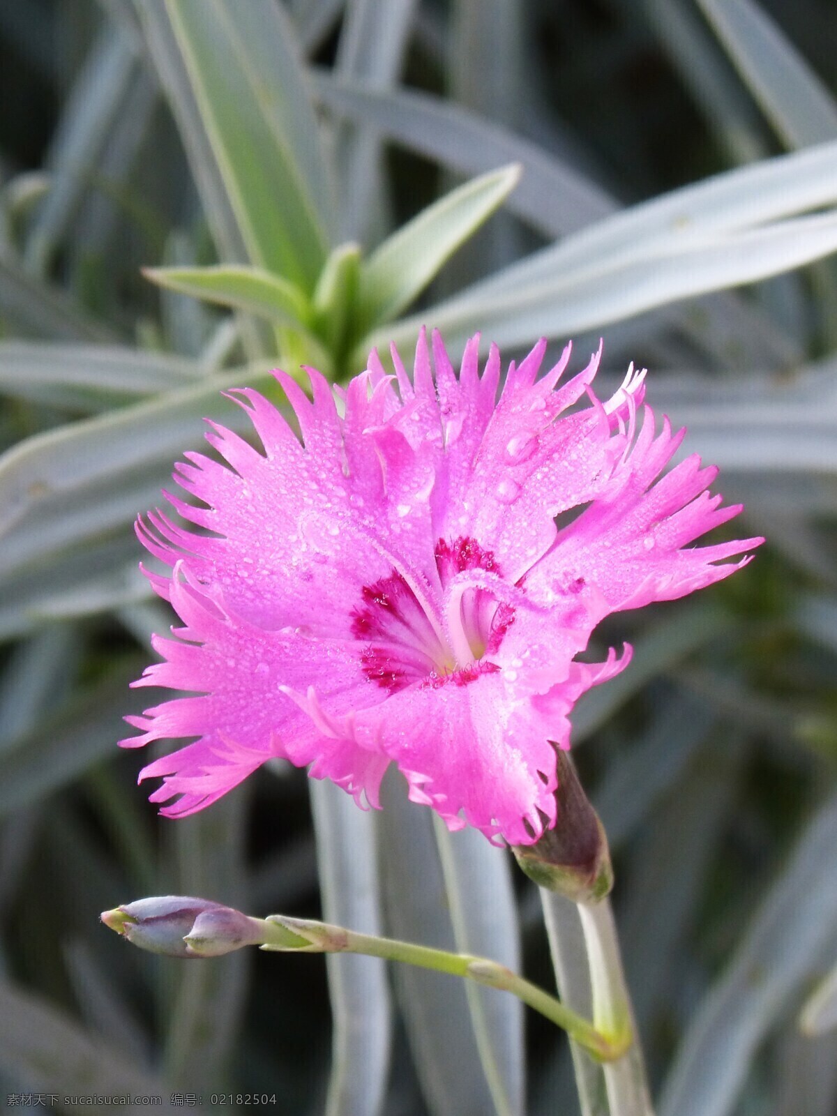 康乃馨 鲜花 花卉 花语 花艺 花朵 花瓣 生物世界 花草