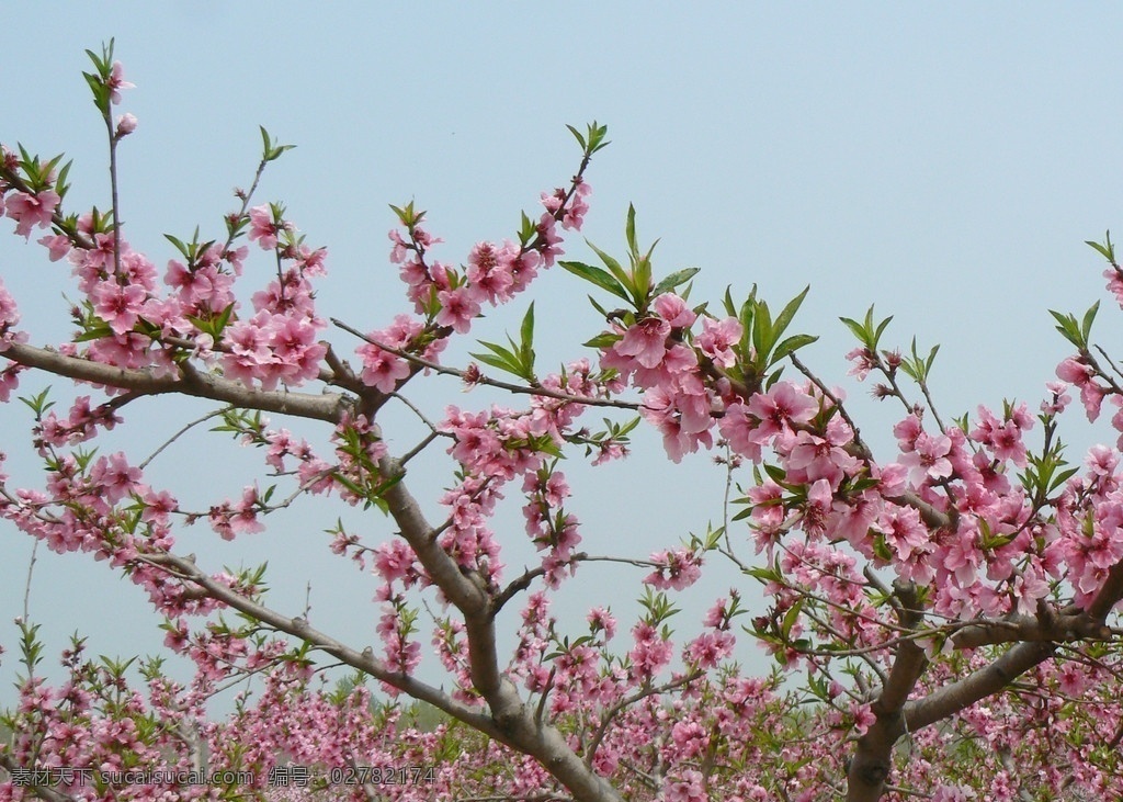 桃花高清图 桃花 花草 生物世界