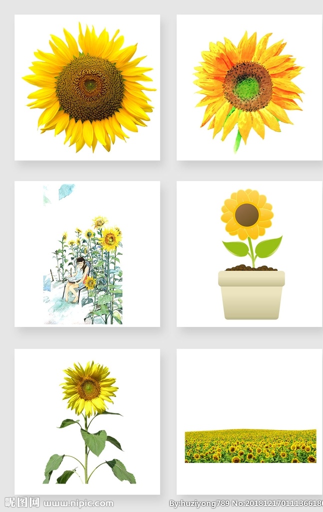 向日葵素材 向日葵 多图层 阳光 黄色 植物 花卉 矢量图
