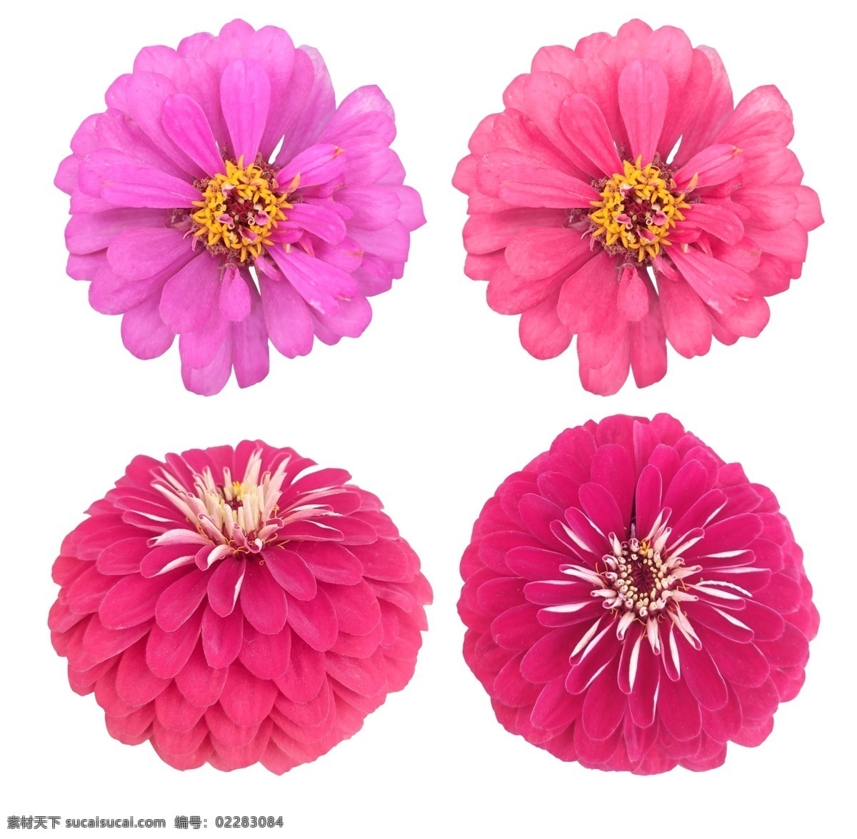 百日菊 花 大红色 多层花 花朵 鲜花 壁纸 墙纸 鲜艳 单朵花 菊花 花草 卡通 生物世界