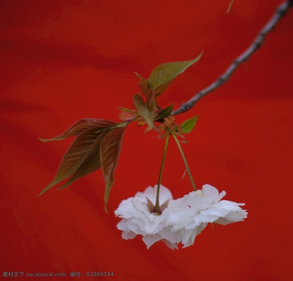 樱花 植物 春天 花朵 故宫红 生物世界 花草