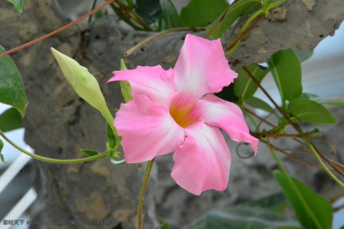 飘香藤 红皱藤 双腺藤 双喜藤 观赏花卉 花瓣 花朵 花儿 花草 花卉 花心 藤本植物 花卉大观园 生物世界