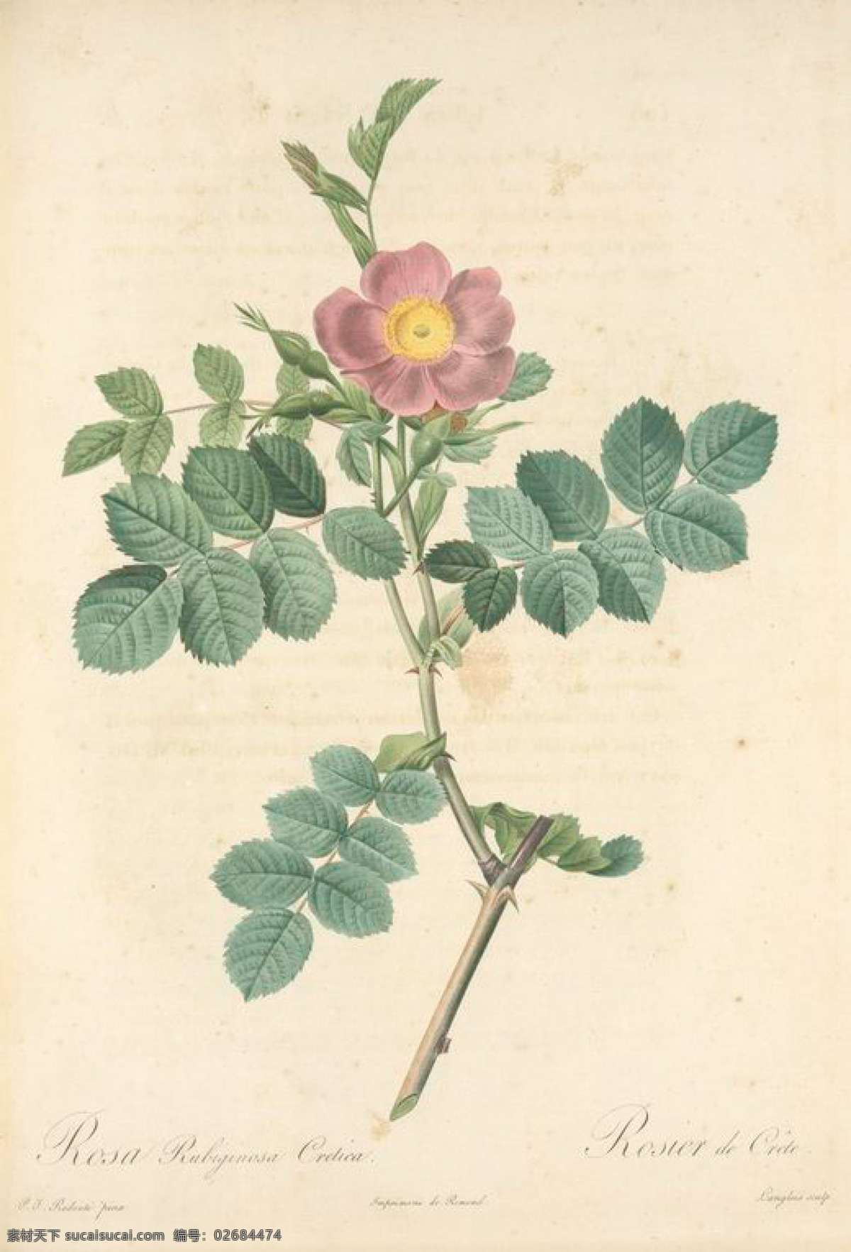 法国 复古 油画 花 玫瑰 花卉 艺术名画 植物图 文化艺术