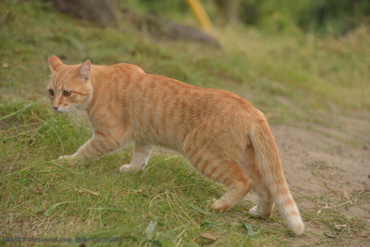 宠物猫图片 喵 猫咪 宠物 萌宠 家猫 动物 可爱 萌猫 小猫 宠物猫 喵星人 可爱的动物 生物世界 家禽家畜