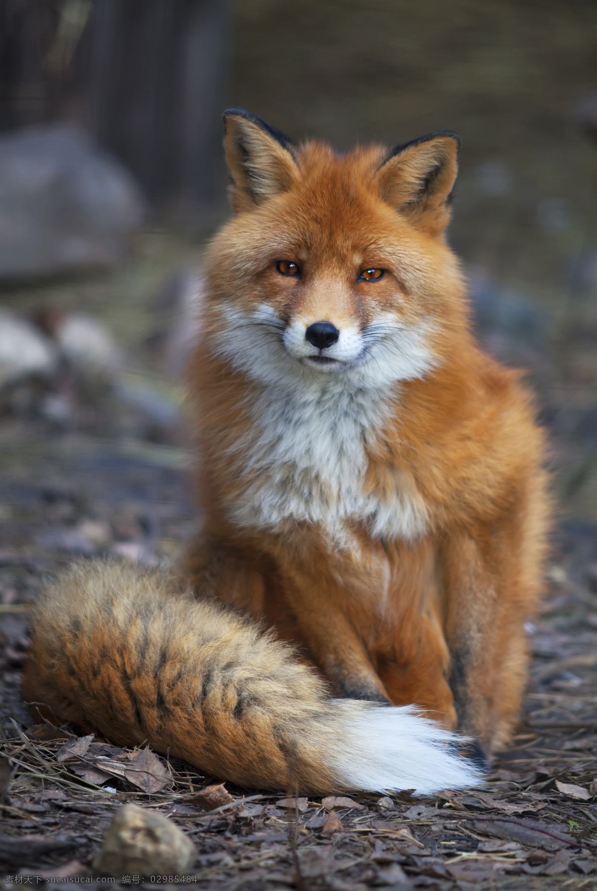可爱 狐狸 动物 陆地动物 生物世界