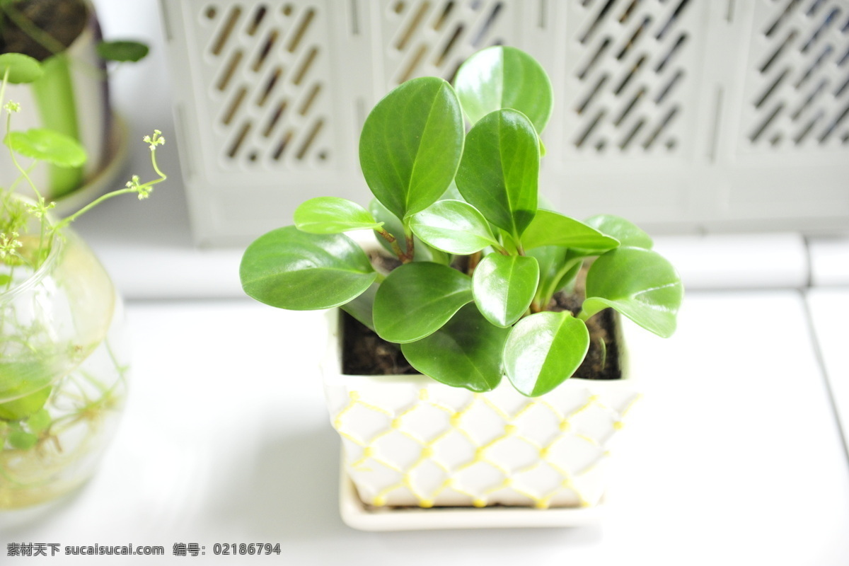 办公室 绿植 花草 绿色 盆栽 生物世界 办公室绿植 豆瓣绿 水培植物 家居装饰素材 室内设计