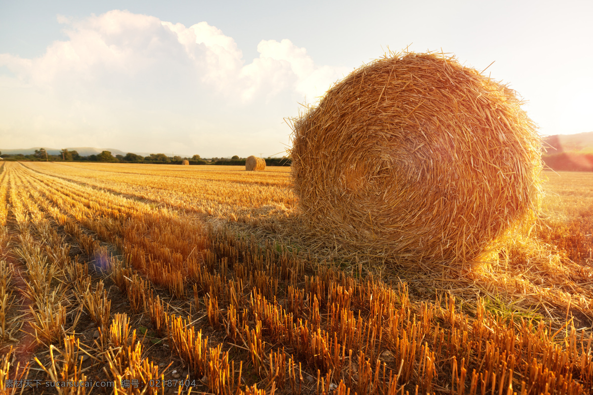 麦地 麦田 麦子 小麦 麦穗 丰收 金色小麦 收获 田野 天空 云彩 风景 风光 自然 高清 田园风光 自然景观 白色
