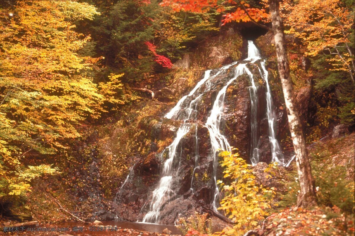秋天免费下载 风光 风景 枫树 枫叶 广告 大 辞典 红叶 枯木 落叶 秋季 秋天 树叶 树木 树林