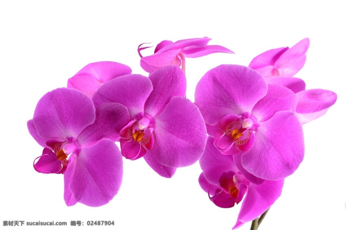 唯美蝴蝶兰 唯美 植物 自然 鲜花 花 花朵 花卉 蝴蝶兰 生物世界 花草