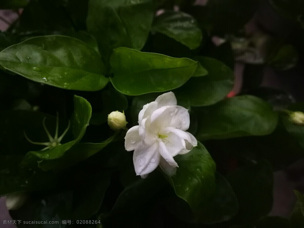 茉莉花 茉莉 花 植物 茉莉树 摄影专辑 自然景观 自然风景