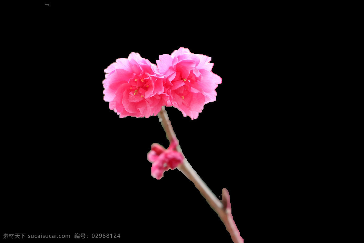 清新 风格 红 粉色 花瓣 樱花 装饰 元素 粉色花枝 装饰元素