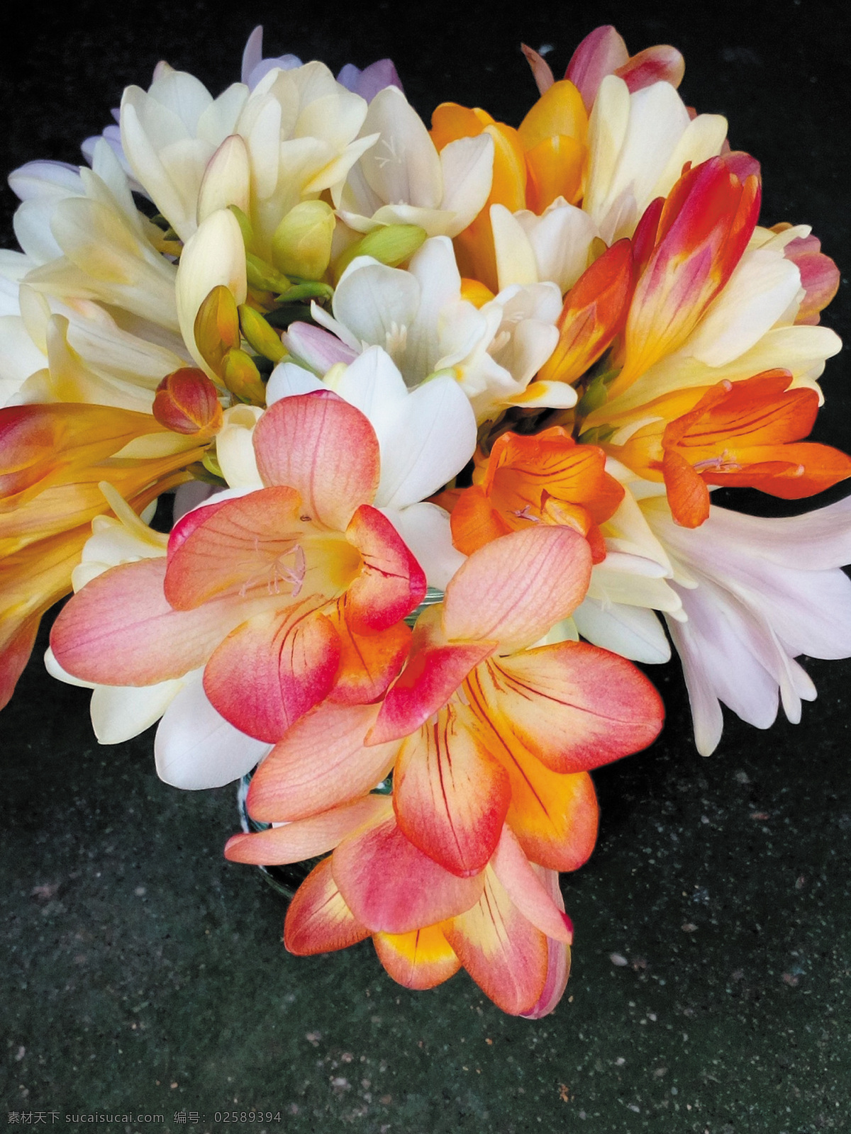 华丽的小苍兰 光明 鲜花 色彩缤纷 posy 花束 红色 黄色 粉 唯美图片 唯美壁纸 壁纸图片 桌面壁纸 壁纸 背景素材 手机壁纸 创意 生物世界 花草