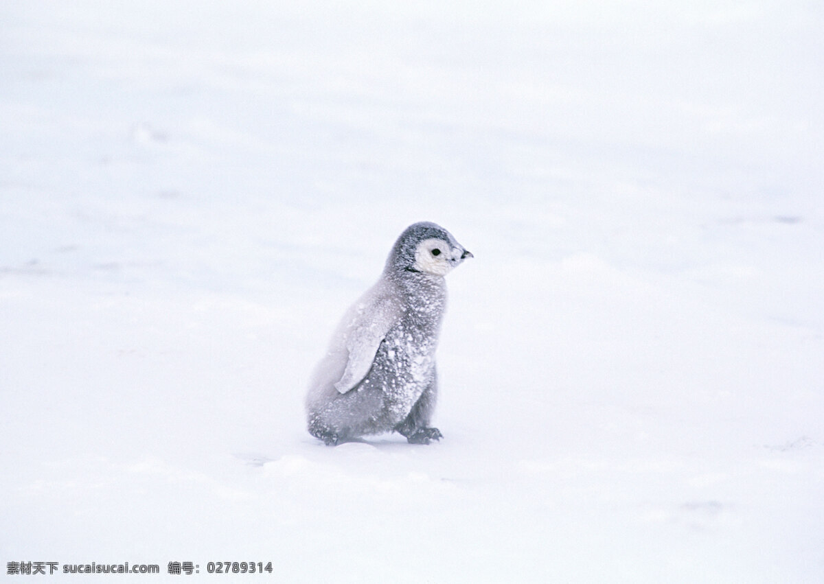 雪地 上 小企鹅 动物世界 生物世界 南极生物 企鹅 水中生物 南极