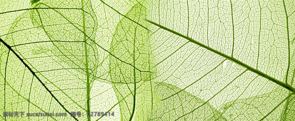 透明绿叶背景 绿色叶子 叶脉 透明叶子 植物叶子 美丽叶子 叶片背景 底纹背景 背景花边