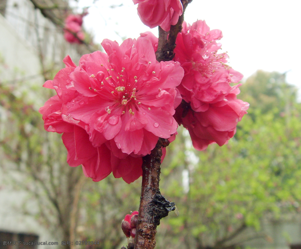 雨后桃花 带水桃花 自然风景 自然景观