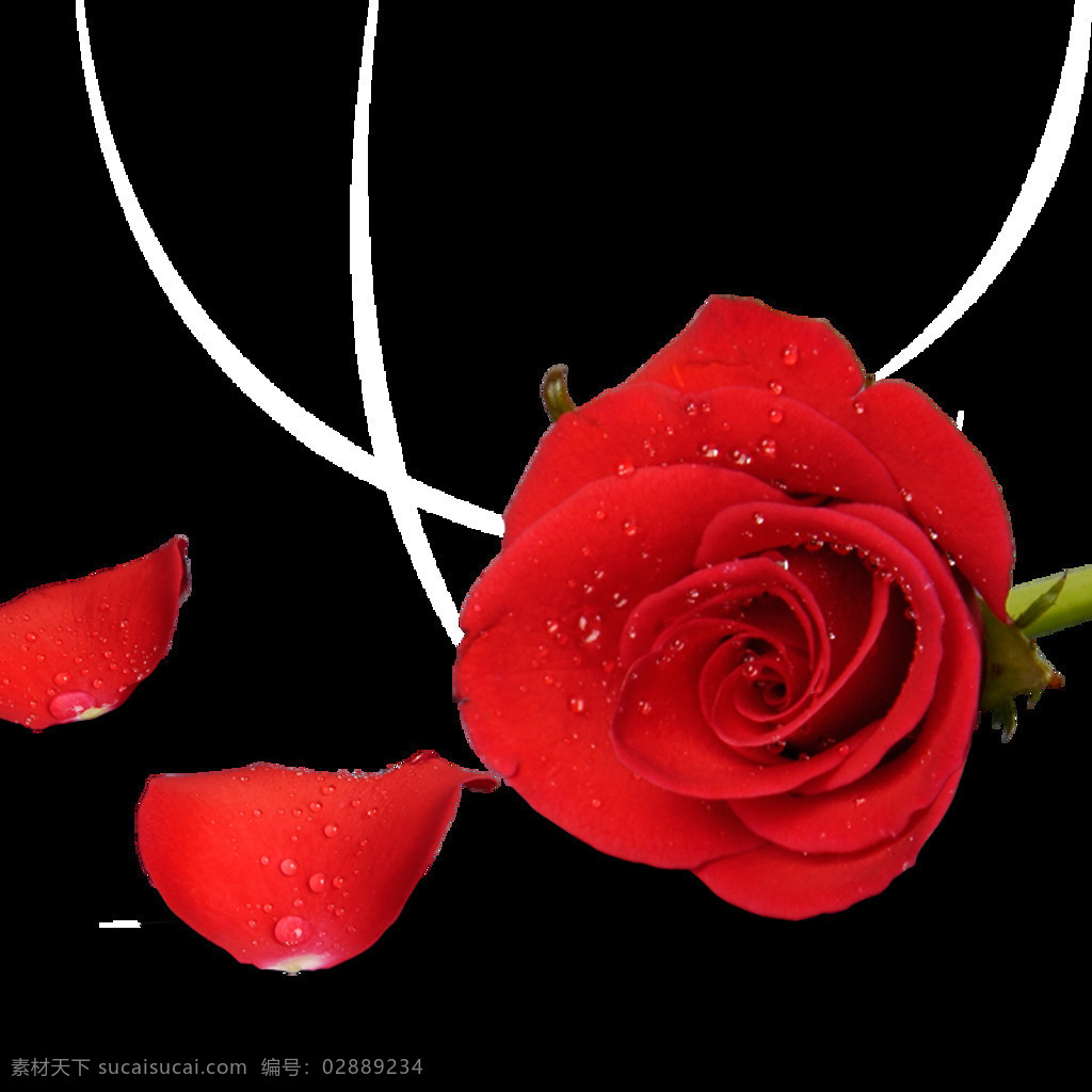 红玫瑰 实物 元素 图 花瓣 恋爱 恋人 玫瑰实物图 梦幻情人节 情人节主题 唯美