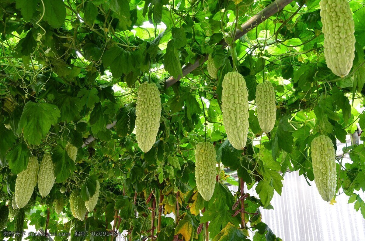 癞葡萄 凉瓜 锦荔枝 癞瓜 食物 食品 绿色食品 健康蔬菜 蔬菜 菜 农场 有机蔬菜 果蔬 绿色蔬菜 农产品 农副产品 苦瓜贴图 苦瓜背景 苦瓜壁纸 苦瓜摆拍 生物世界