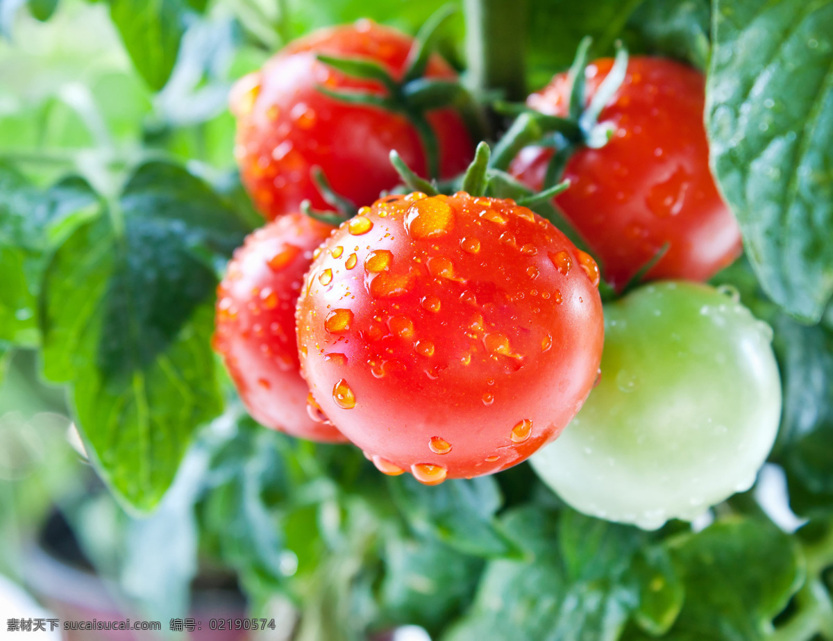 西红柿 番茄 高清 写真 水果 水滴 生物世界 蔬菜