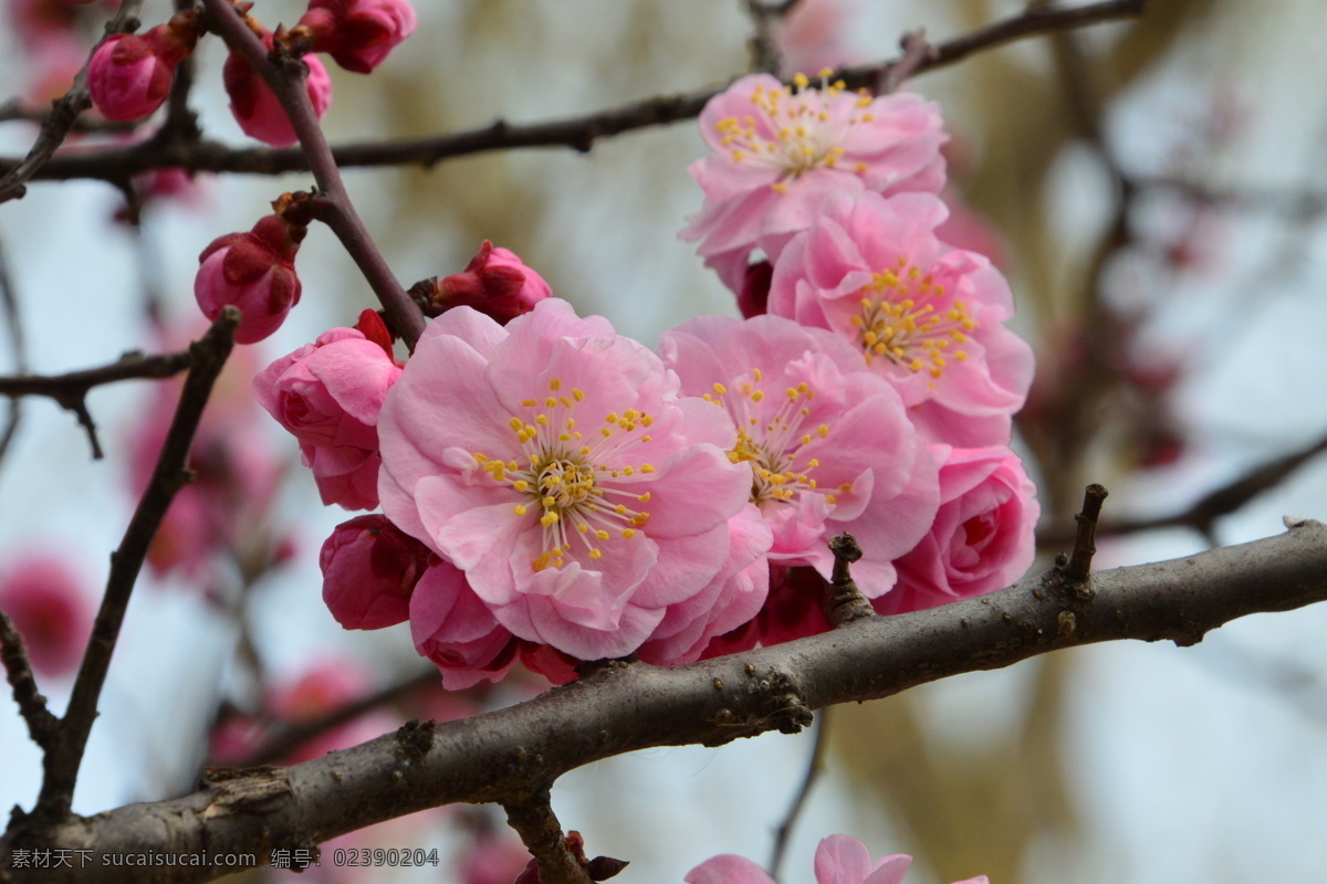 梅花 酸梅 黄仔 合汉梅 花朵 花瓣 花蕊 花儿 花卉 枝叶 绿化景观 植物园风景 植物园美景 榆叶梅腊梅 生物世界 花草