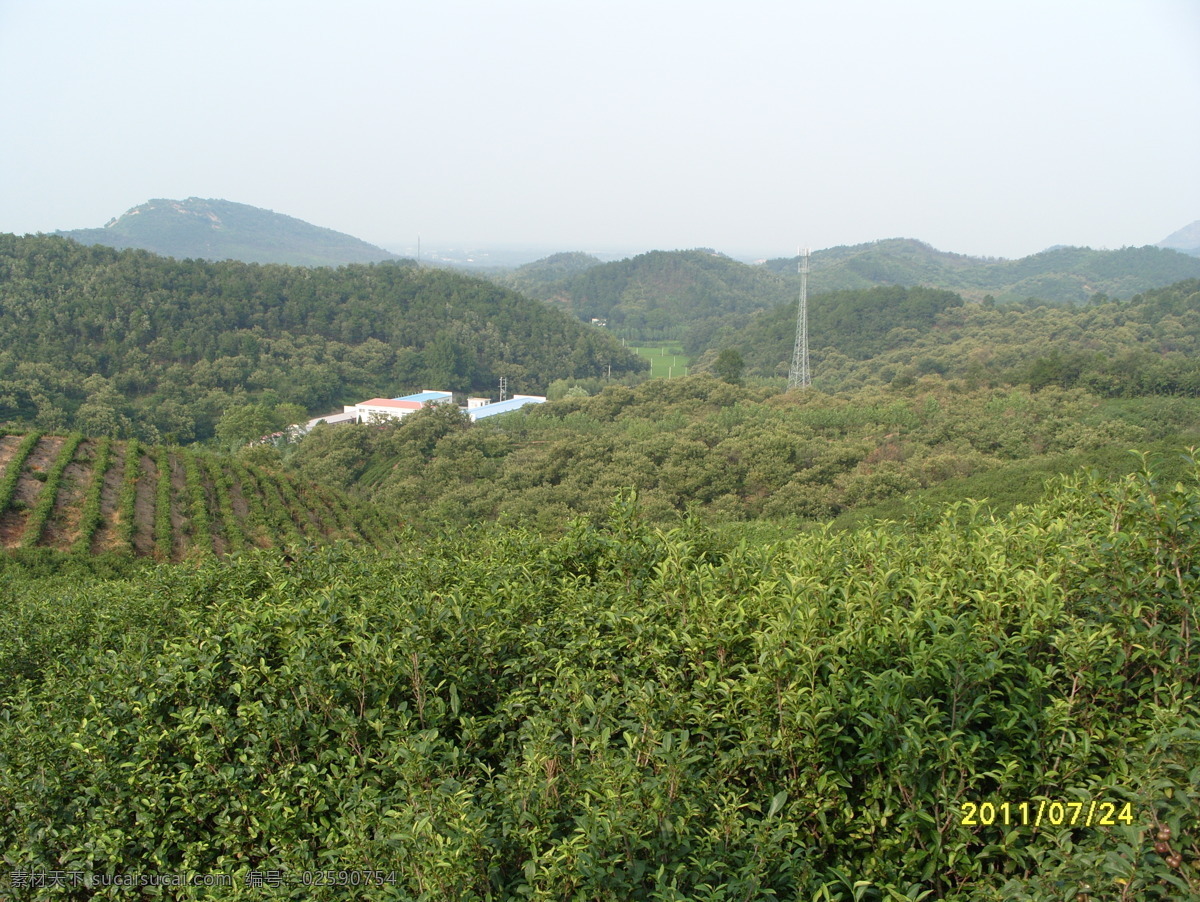 茶素材 茶叶 茶园 茶园风光 茶园风景 绿色 田园风光 茶园实景照片 山峰茶园 农业实景照片 茶园照片 茶园素材 绿色生态茶园 绿色茶园 茶园实景 自然景观 矢量图 日常生活