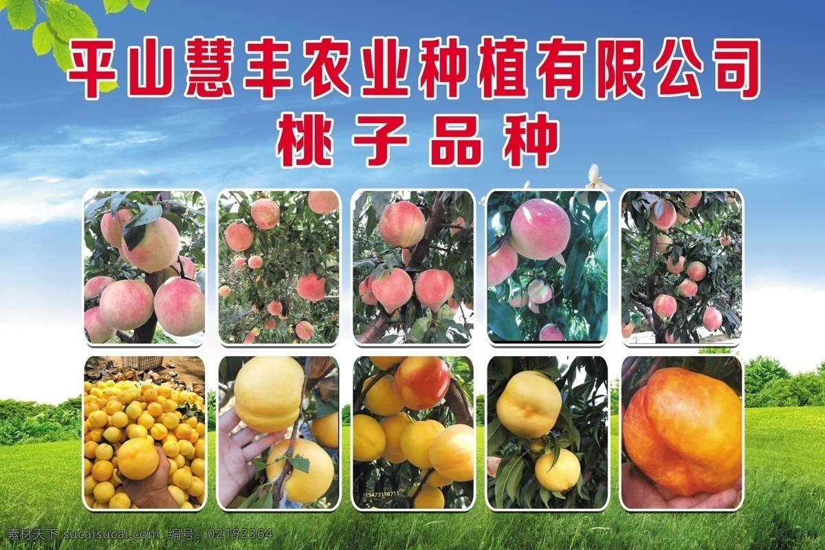 寿桃品种图片 寿桃品种 中华寿桃 黄桃 黄油桃 寿桃 分层