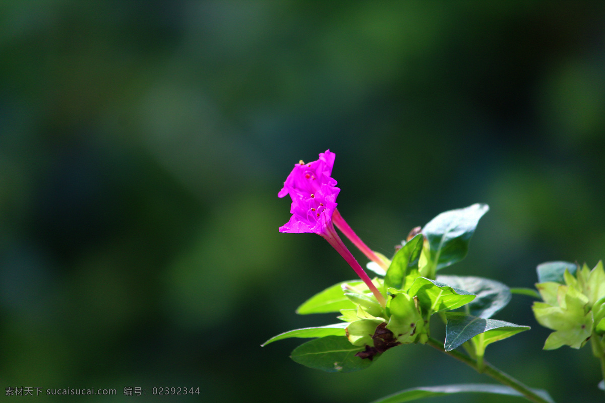 紫茉莉 生物世界 花草 花卉 庭院花卉 秋花 秋色
