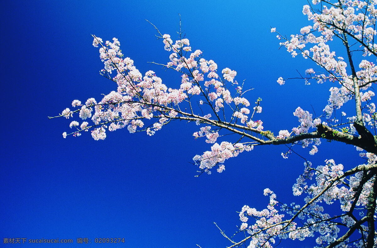 樱花 春天 背景 盛开 插图 粉红色 樱花树 樱花观赏 樱花壁纸 壁纸 花 树 花瓣 日本 日本樱花 生物世界 花草