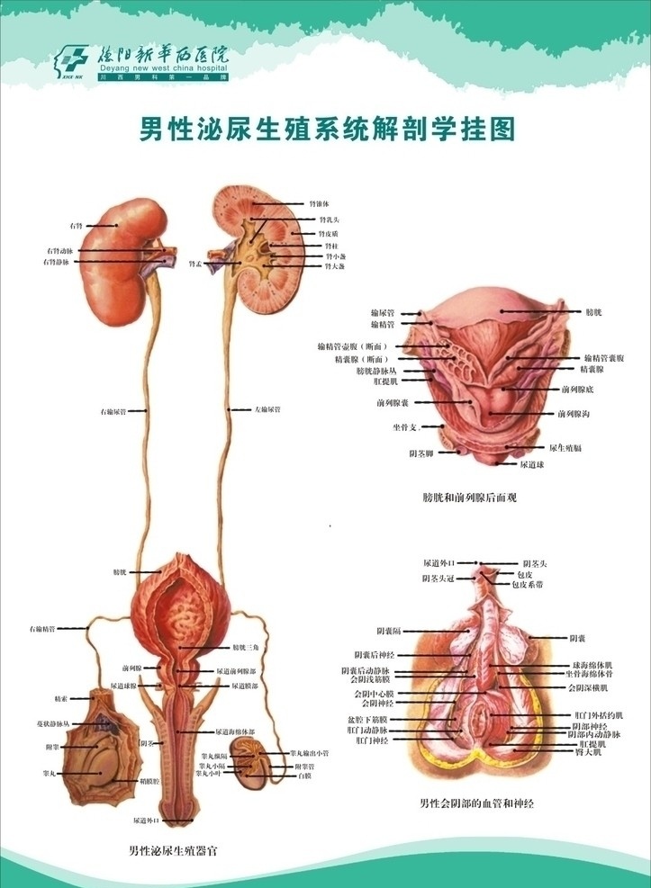 男性 生殖 泌尿 系统 解剖 挂图 男性生殖 男科学 解剖图 泌尿生殖学 其他设计 矢量