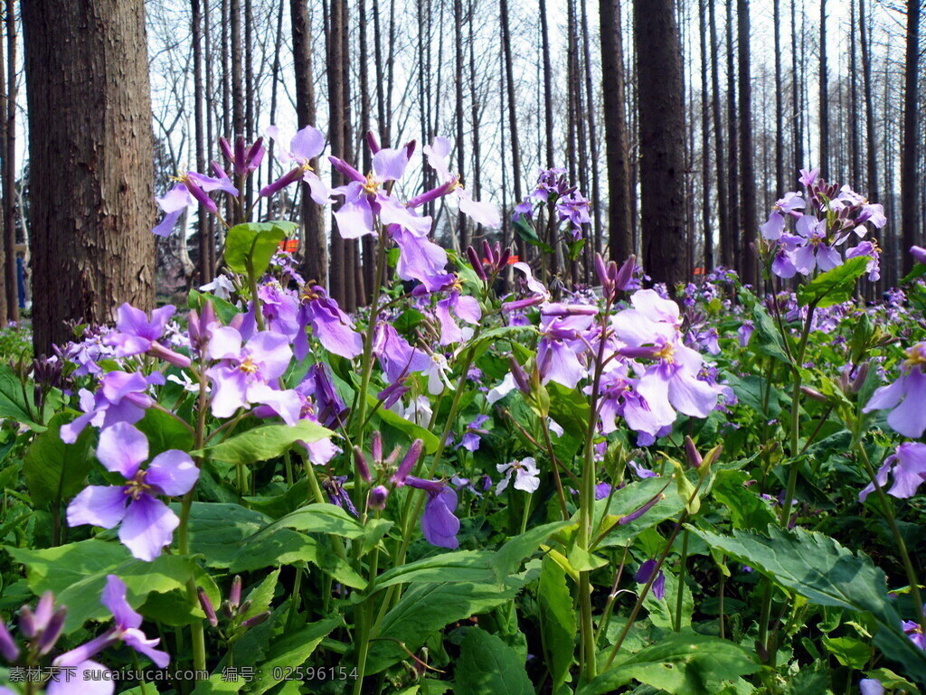 二月兰 诸葛菜 菜子花 紫金花 花草 生物世界