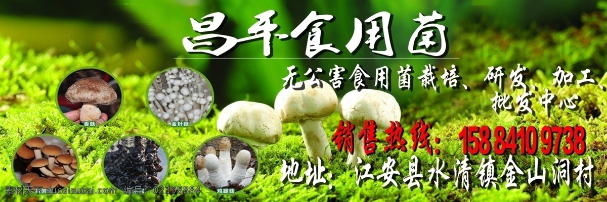 食用菌宣传 食用菌 蘑菇 宣传 背景 海报