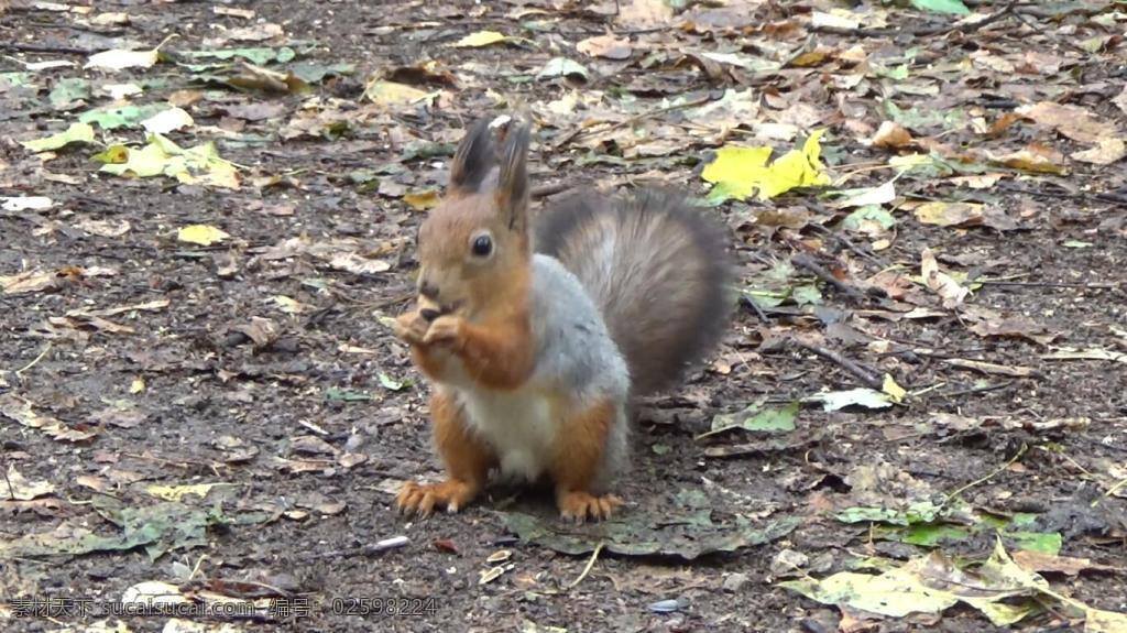 实拍 森林 里 寻找 食物 小 松鼠 视频 寻找食物 小松鼠 可爱 动物