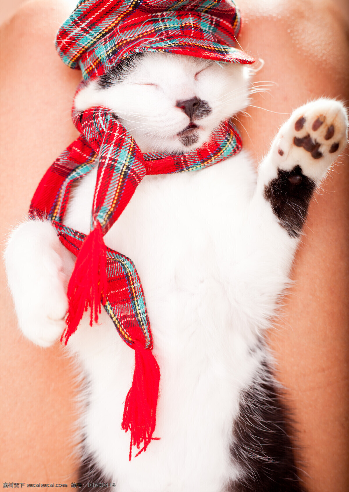 圣诞小猫 圣诞 小猫 猫咪 猫猫 帽子 围巾 可爱猫咪 家禽家畜 生物世界