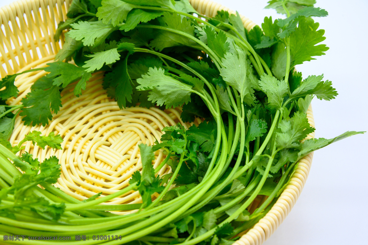 香菜 蔬菜 植物 绿色 绿叶菜 佐料 新鲜 生的 农作物 种植的 膳食纤维 营养 食物 食品 食材 整棵 完整的 新鲜的 白色背景 容器 编织篮 特写 餐饮美食 食物原料