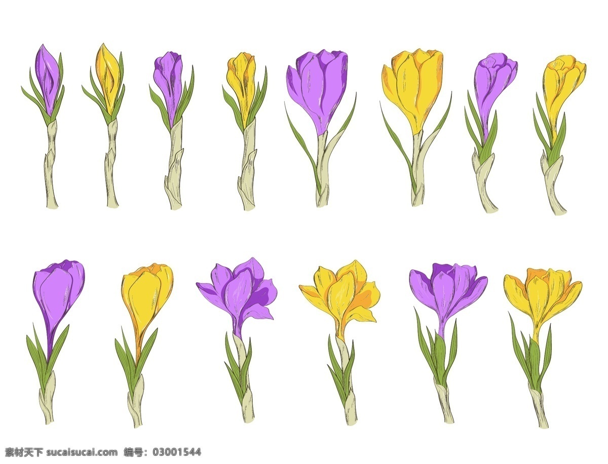 手绘 黄 紫色 花朵 矢量 花苞 绿叶 平面素材 设计素材 矢量素材 鲜花 植物