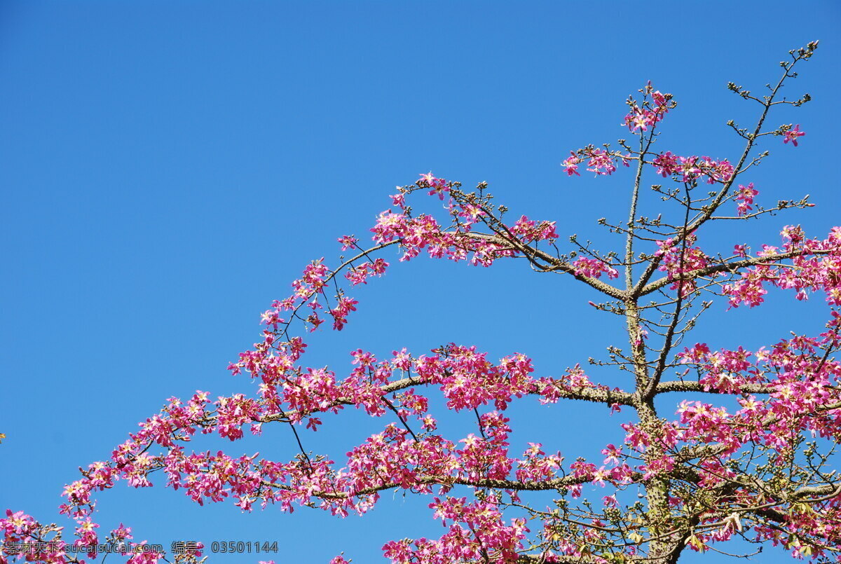 粉红色 锦带 树 天空 背景 青色 天蓝色