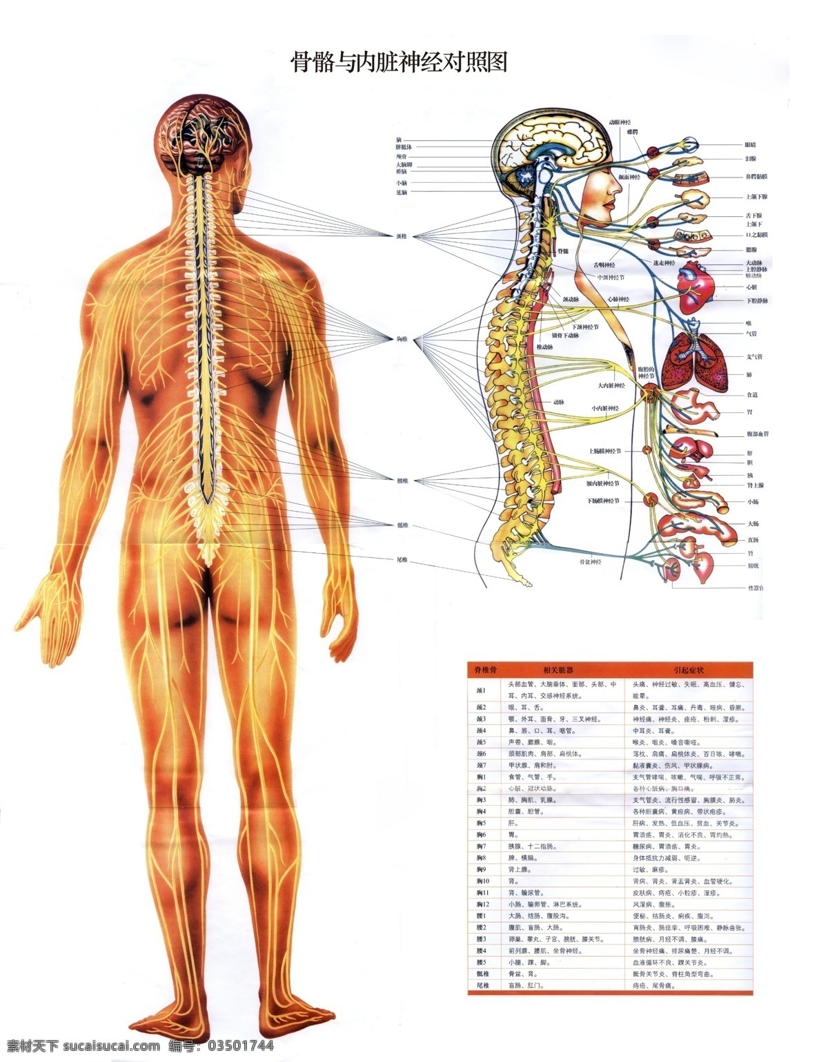 骨骼 内脏 神经 对照 展板 人体 医学 对照图 展板模板 广告设计模板 源文件