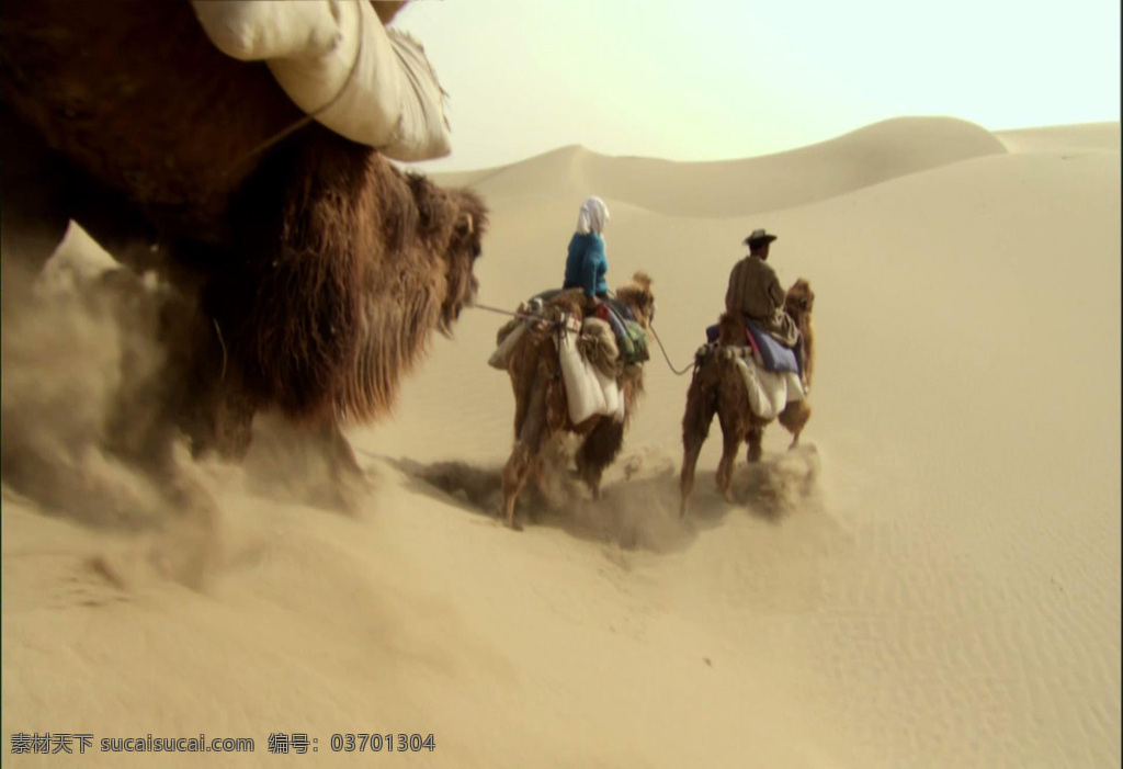 沙漠 骆驼 队 视频 骆驼队 黄色 宽广
