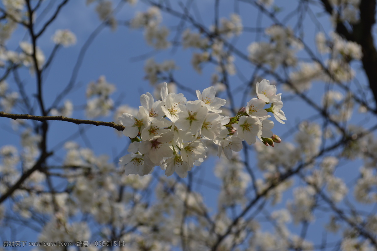 白色樱花 唯美 白色 樱花 风景 自然 花草 生物世界