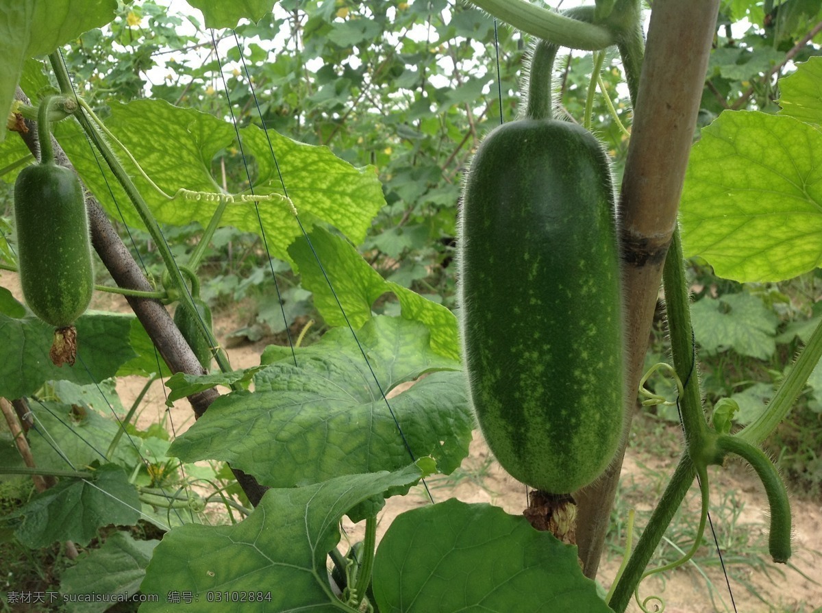 毛 瓜 生物世界 蔬菜 毛瓜 节瓜 小冬瓜 毛瓜树 风景 生活 旅游餐饮